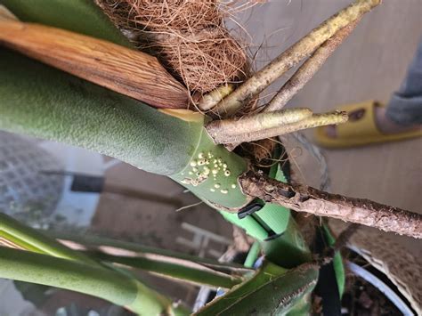 bumps on monstera stem|White Spots on Monstera (6 Ways to Get Rid of It)